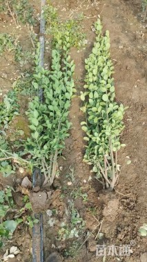 高度150厘米北海道黄杨