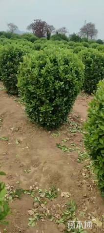 冠幅80厘米大叶黄杨球