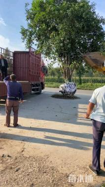 高度300厘米丛生大叶女贞