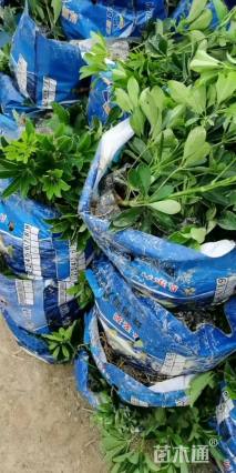 高度15厘米鹅掌柴