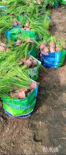 高度30厘米金叶石菖蒲