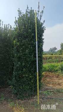 高度300厘米大叶黄杨柱