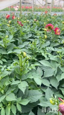 高度30厘米大丽花