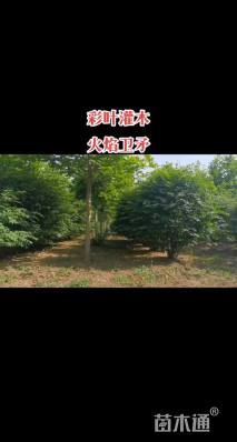 高度50厘米火焰卫矛