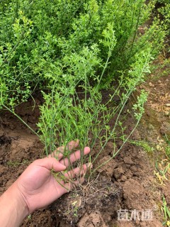 高度50厘米迎春花