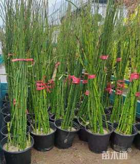 高度60厘米木贼