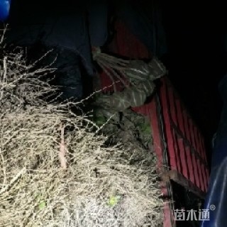 高度80厘米八角金盘