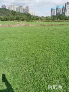 草块状马尼拉草