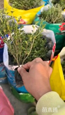 高度20厘米六月雪