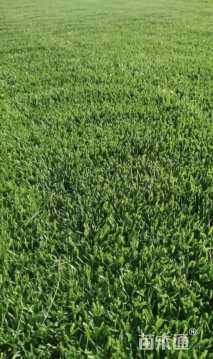 草块状中华结缕草