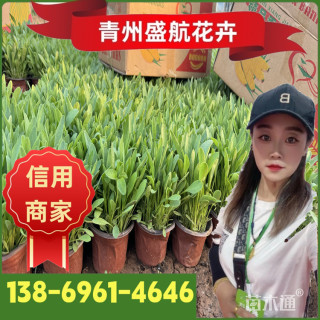 高度13厘米金鸡菊