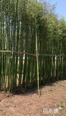 1公分刚竹