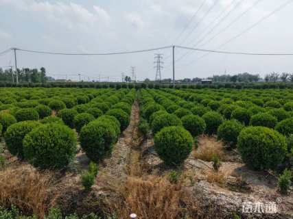 冠幅100厘米瓜子黄杨球