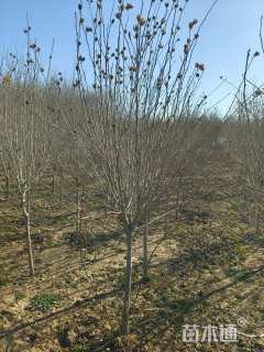 高度300厘米木槿
