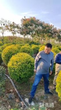 高度150厘米亮金女贞球