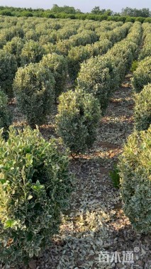 冠幅80厘米金边黄杨球