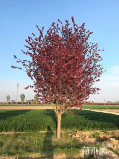 16公分钻石海棠