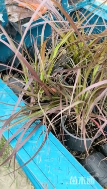 高度50厘米紫叶狼尾草