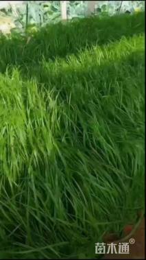 高度20厘米紫穗狼尾草