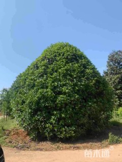 40公分桂花