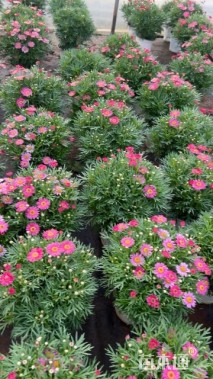 高度20厘米玛格丽特花