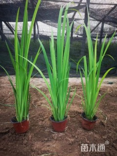 高度50厘米水生鸢尾