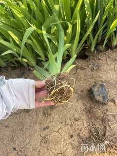 高度20厘米射干