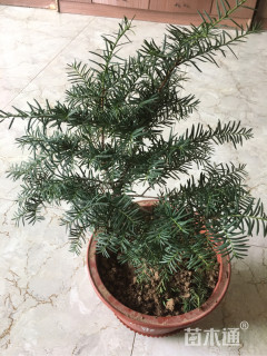 高度120厘米矮紫杉