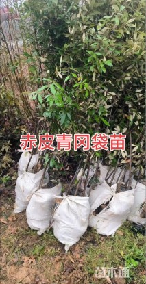 高度120厘米赤皮青冈