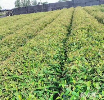 高度30厘米金丝桃