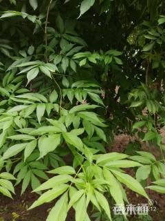 高度300厘米接骨木