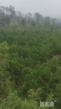 高度1200厘米白皮松