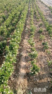 高度50厘米大叶黄杨