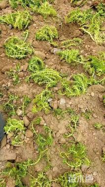 高度30厘米沙地柏