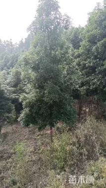 10公分金丝楠木