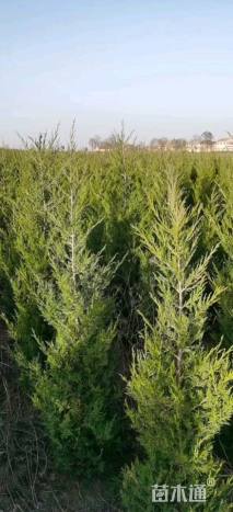 高度180厘米塔柏