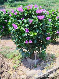 高度100厘米三角梅