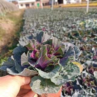 高度15厘米羽衣甘蓝