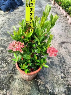 高度40厘米小叶龙船花