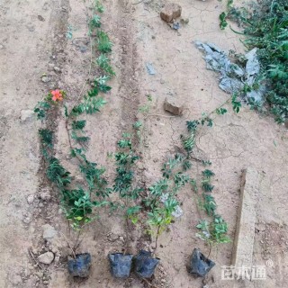 80厘米多花紫藤