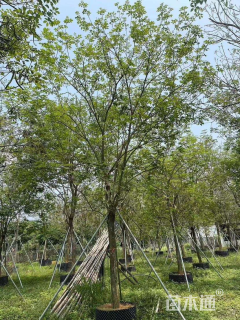 13公分黄花风铃木