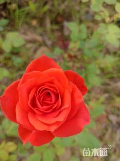 高度100厘米品种月季