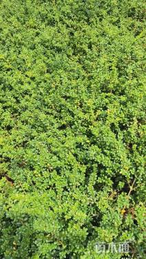 高度30厘米龟甲冬青