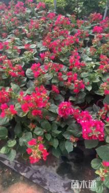 高度20厘米红花勒杜鹃