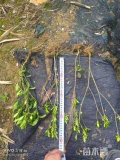 高度25厘米小叶栀子