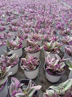 高度20厘米吊兰