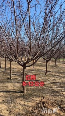 8公分红梅