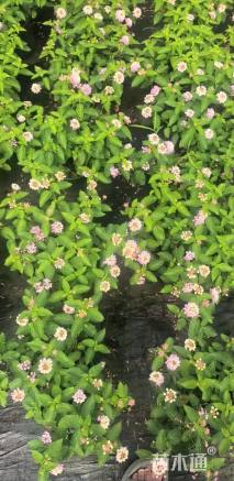 冠幅32厘米五色梅