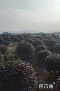 冠幅100厘米红花继木球