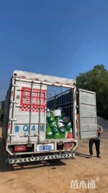 高度30厘米琉璃菊